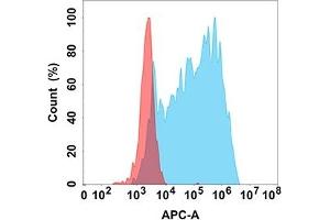 Flow cytometry analysis with Anti-ANG (DM205) on Expi293 cells transfected with human ANG (Blue histogram) or Expi293 transfected with irrelevant protein (Red histogram). (ANGPTL3 抗体)