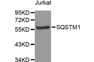 Western blot analysis of extracts of Jurkat cells, using SQSTM1 antibody (ABIN5998954) at 1/1000 dilution. (SQSTM1 抗体)