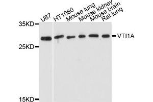 Western blot analysis of extract of various cells, using VTI1A antibody. (VTI1A 抗体)