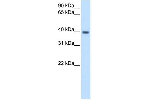 ITGB1BP2 抗体  (N-Term)
