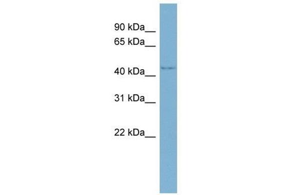 WDR8 抗体  (Middle Region)