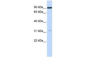 Western Blot showing CHRNA4 antibody used at a concentration of 1-2 ug/ml to detect its target protein. (CHRNA4 抗体  (N-Term))