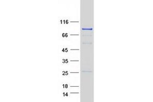 RAD54L Protein (Transcript Variant 1) (Myc-DYKDDDDK Tag)