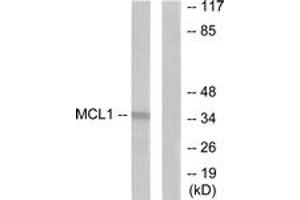 Western Blotting (WB) image for anti-Induced Myeloid Leukemia Cell Differentiation Protein Mcl-1 (MCL1) (AA 91-140) antibody (ABIN2889222) (MCL-1 抗体  (AA 91-140))