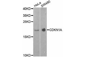 Western blot analysis of extracts of various cell lines, using CDKN1A antibody (ABIN5995726) at 1/1000 dilution. (p21 抗体)