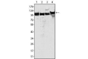 Western Blot showing MSH2 antibody used against Hela (1), A549 (2), A431 (3) and HEK293 (4) cell lysate. (MSH2 抗体)