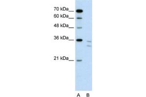 Western Blotting (WB) image for anti-CD8b Molecule (CD8B) antibody (ABIN2462546) (CD8B 抗体)