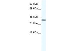 Western Blotting (WB) image for anti-Transcription Elongation Factor A Protein 1 (TCEA1) antibody (ABIN2461479) (TCEA1 抗体)