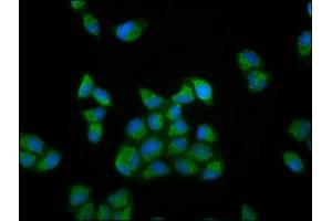 Immunofluorescence staining of Hela cells with ABIN7166026 at 1:133, counter-stained with DAPI. (RUFY3 抗体  (AA 243-352))