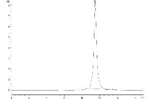 Size-exclusion chromatography-High Pressure Liquid Chromatography (SEC-HPLC) image for Interleukin 18 (IL18) protein (ABIN7274880)