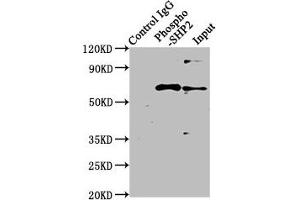 Immunoprecipitating Phospho-PTPN11 in Hela whole cell lysate treated with Pervanadate Lane 1: Rabbit control IgG(1 μg)instead of ABIN7127735 in Hela whole cell lysate treated with Pervanadate. (Recombinant PTPN11 抗体  (pTyr542))