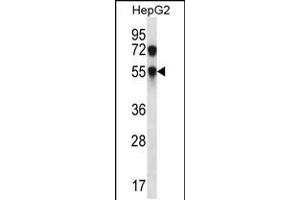 Western blot analysis in HepG2 cell line lysates (35ug/lane). (CHST8 抗体  (AA 219-247))