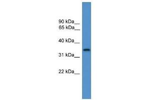 STX4 antibody used at 0. (Syntaxin 4 抗体  (C-Term))