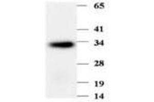 Image no. 1 for anti-Phenazine Biosynthesis-Like Protein Domain Containing 1 (PBLD1) antibody (ABIN791555) (PBLD1 抗体)