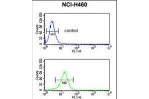 Flow cytometric analysis of NCI-H460 cells (bottom histogram) compared to a negative control cell (top histogram). (SERPINA4 抗体  (C-Term))