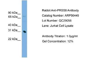 WB Suggested Anti-PRSS8  Antibody Titration: 0. (PRSS8 抗体  (Middle Region))