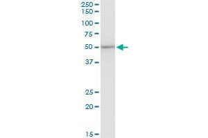 Western Blotting (WB) image for anti-Eukaryotic Translation Elongation Factor 1 gamma (EEF1G) (AA 1-437) antibody (ABIN560696)