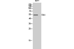 Western Blotting (WB) image for anti-Checkpoint Kinase 1 (CHEK1) (Ser317) antibody (ABIN5961570) (CHEK1 抗体  (Ser317))