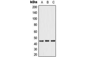Western blot analysis of Caspase 1 expression in A549 (A), Caco2 (B), THP1 (C) whole cell lysates. (Caspase 1 抗体  (C-Term))