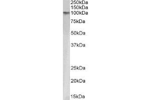 ABIN4902684 (1µg/ml) staining HeLa nuclear lysate (35µg protein in RIPA buffer). (KAP1 抗体)