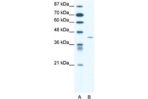 Western Blotting (WB) image for anti-Somatostatin Receptor 4 (SSTR4) antibody (ABIN2460702) (SSTR4 抗体)