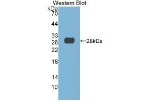 Western Blotting (WB) image for anti-Deoxyribonuclease I (DNASE1) (AA 19-259) antibody (ABIN1858655) (DNASE1 抗体  (AA 19-259))