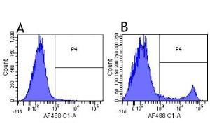 Flow-cytometry using anti-CD8a antibody YTS 105. (Recombinant CD8 alpha 抗体)