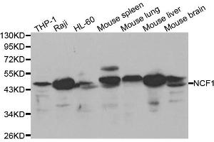 Western blot analysis of extracts of various cell lines, using NCF1 antibody. (NCF1 抗体)