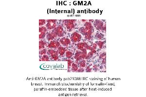 Image no. 1 for anti-GM2 Ganglioside Activator (GM2A) (Internal Region) antibody (ABIN1734834) (GM2A 抗体  (Internal Region))