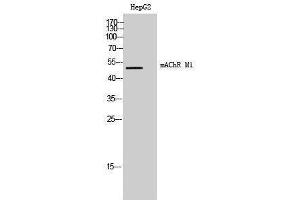 Western Blotting (WB) image for anti-Muscarinic Acetylcholine Receptor M1 (CHRM1) (Internal Region) antibody (ABIN3180717) (CHRM1 抗体  (Internal Region))