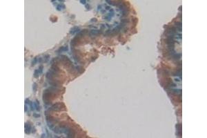 IHC-P analysis of Rat Tissue, with DAB staining. (Caspase 12 抗体  (AA 1-244))