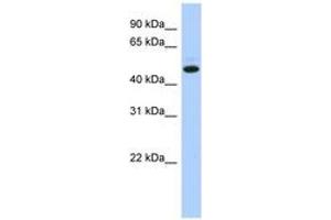 Image no. 1 for anti-Chromosome 5 Open Reading Frame 36 (C5orf36) (AA 71-120) antibody (ABIN6743860) (C5orf36 抗体  (AA 71-120))