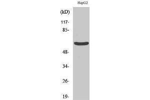 Western Blotting (WB) image for anti-Keratin 5 (KRT5) (C-Term) antibody (ABIN3184234) (Cytokeratin 5 抗体  (C-Term))