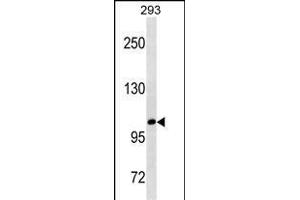 B3GAT1 Antibody (ABIN1539894 and ABIN2843852) western blot analysis in 293 cell line lysates (35 μg/lane). (CD57 抗体  (AA 132-160))