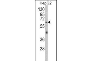 Western blot analysis of RARS2 Antibody (C-term) (ABIN652530 and ABIN2842357) in HepG2 cell line lysates (35 μg/lane). (RARS2 抗体  (C-Term))