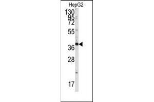 Image no. 1 for anti-SH3-Domain GRB2-Like Endophilin B1 (SH3GLB1) (Tyr80) antibody (ABIN360475) (SH3GLB1 抗体  (Tyr80))