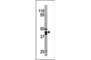 Western blot analysis of anti-hp53 Pab (ABIN389619 and ABIN2839623) in  cell line lysate. (p53 抗体  (pSer20))