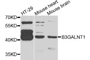 Western blot analysis of extracts of various cell lines, using B3GALNT1 antibody (ABIN5975179) at 1/1000 dilution. (B3GALNT1 抗体)