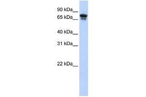 WB Suggested Anti-KIF22 Antibody Titration:  0. (KIF22 抗体  (N-Term))