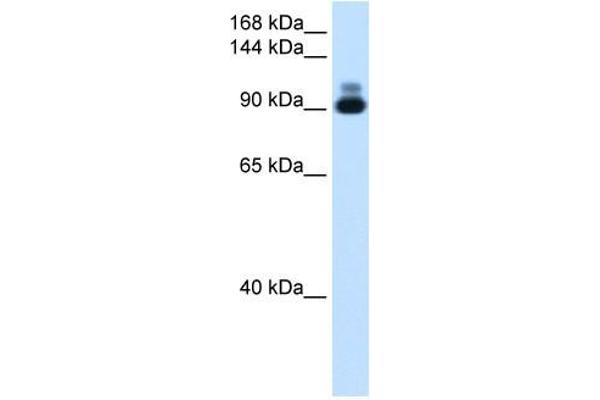 RSRC2 抗体  (C-Term)