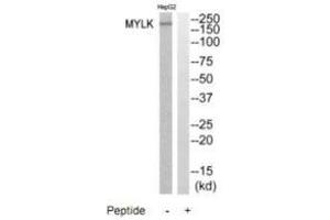 Western blot analysis of extracts from HepG2 cells, using MYLK antibody. (MYLK 抗体)