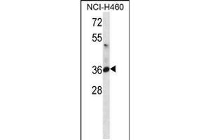 Western blot analysis in NCI-H460 cell line lysates (35ug/lane). (ATP1B3 抗体  (C-Term))