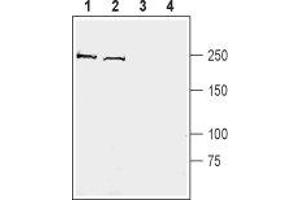 Western blot analysis of mouse brain membranes (lanes 1 and 3) and rat brain synaptosomal fraction (lanes 2 and 4):  - 1,2. (KIDINS220 抗体  (C-Term, Intracellular))
