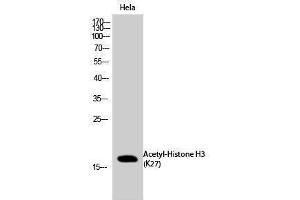 Western Blotting (WB) image for anti-Histone 3 (H3) (H3K27ac) antibody (ABIN3179370) (Histone 3 抗体  (H3K27ac))