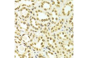 Immunohistochemistry (IHC) image for anti-Lamin A/C (LMNA) (AA 403-572) antibody (ABIN3020785)