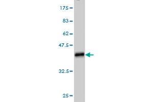 Western Blot detection against Immunogen (36. (NMNAT2 抗体  (AA 208-307))