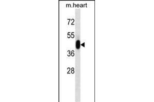 PK3 Antibody (ABIN1539804 and ABIN2843791) western blot analysis in mouse heart tissue lysates (35 μg/lane). (ERK1 抗体)