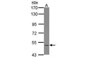 Image no. 1 for anti-B Lymphoid Tyrosine Kinase (BLK) (Internal Region) antibody (ABIN1495993) (BLK 抗体  (Internal Region))