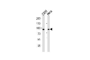 STAT1 Antibody (ABIN1882279 and ABIN2843493) western blot analysis in CEM,Hela cell line lysates (35 μg/lane). (STAT1 抗体)