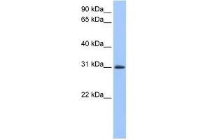 LOC729745 antibody used at 0. (LOC729745 抗体  (N-Term))